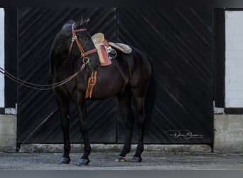 Lusitanos, Caballo castrado, 9 años, 163 cm, Negro