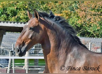 Lusitanos, Caballo castrado, 9 años, 164 cm, Castaño
