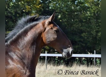 Lusitanos, Caballo castrado, 9 años, 164 cm, Castaño