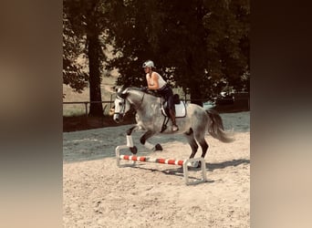 Lusitanos, Caballo castrado, 9 años, 164 cm, Tordo