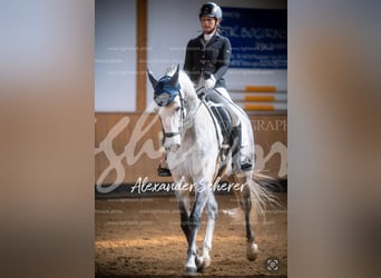 Lusitanos, Caballo castrado, 9 años, 164 cm, Tordo