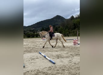 Lusitanos Mestizo, Caballo castrado, 9 años, 167 cm, Cremello