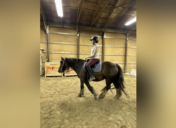 Lusitanos, Caballo castrado, Potro (01/2026), 152 cm, Alazán-tostado