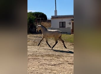Lusitanos, Caballo castrado, Potro (04/2026), Bayo