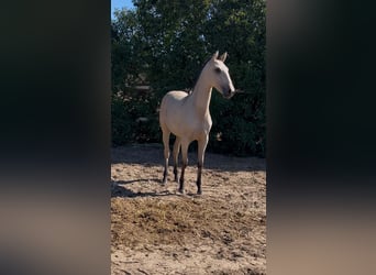 Lusitanos, Caballo castrado, Potro (04/2026), Bayo