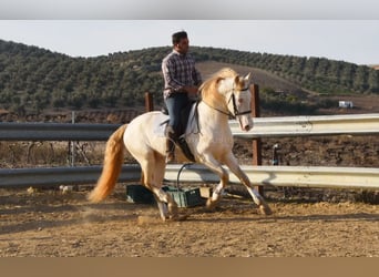 Lusitanos, Hengst, 10 Jahre, 158 cm, Perlino