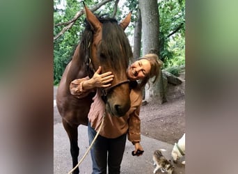 Lusitanos, Hengst, 10 Jahre, 160 cm, Buckskin