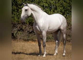 Lusitanos, Hengst, 10 Jahre, 160 cm, Schimmel