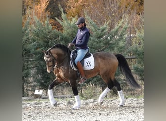 Lusitanos, Hengst, 10 Jahre, 162 cm, Falbe