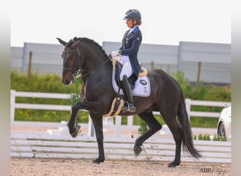 Lusitanos, Hengst, 10 Jahre, 162 cm, Rappe