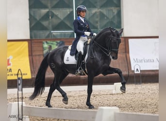 Lusitanos, Hengst, 10 Jahre, 162 cm, Rappe