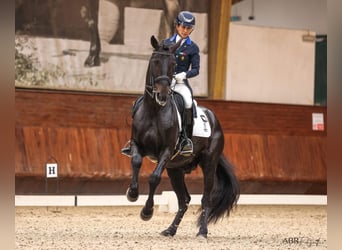 Lusitanos, Hengst, 10 Jahre, 162 cm, Rappe