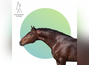 Lusitanos, Hengst, 10 Jahre, 168 cm, Brauner
