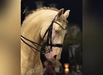 Lusitanos, Hengst, 10 Jahre, 168 cm, Cremello