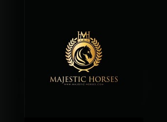 Lusitanos, Hengst, 10 Jahre, 168 cm