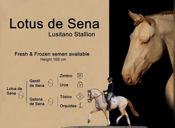 Lusitanos, Hengst, 10 Jahre, 169 cm, Cremello