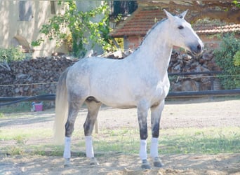 Lusitanos, Hengst, 11 Jahre, 163 cm, Schimmel