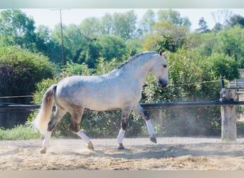 Lusitanos, Hengst, 11 Jahre, 163 cm, Schimmel