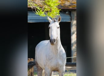 Lusitanos, Hengst, 11 Jahre, 163 cm, Schimmel