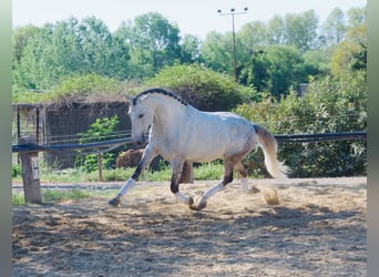 Lusitanos, Hengst, 11 Jahre, 163 cm, Schimmel
