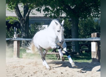 Lusitanos, Hengst, 11 Jahre, 163 cm, Schimmel
