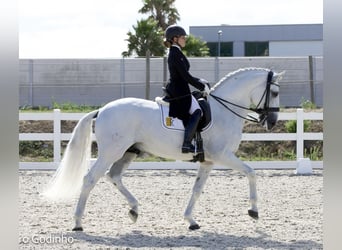 Lusitanos, Hengst, 11 Jahre, 165 cm, Schimmel