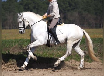 Lusitanos, Hengst, 11 Jahre, 167 cm, Schimmel