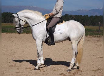 Lusitanos, Hengst, 11 Jahre, 167 cm, Schimmel