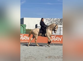 Lusitanos, Hengst, 12 Jahre, 162 cm, Cremello