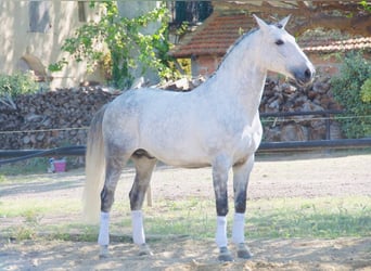 Lusitanos, Hengst, 12 Jahre, 163 cm, Schimmel