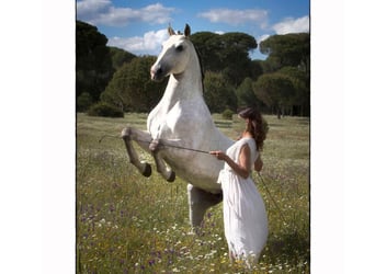 Lusitanos, Hengst, 12 Jahre, 164 cm, Schimmel