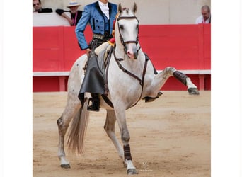 Lusitanos, Hengst, 12 Jahre, 164 cm, Schimmel