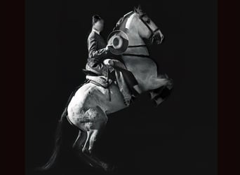 Lusitanos, Hengst, 12 Jahre, 164 cm, Schimmel
