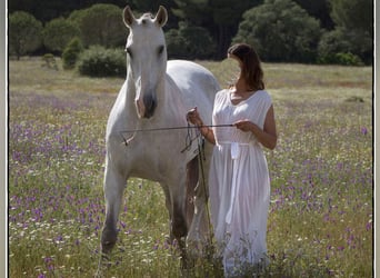 Lusitanos, Hengst, 12 Jahre, 164 cm, Schimmel
