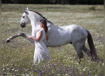 Lusitanos, Hengst, 12 Jahre, 164 cm, Schimmel