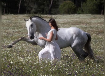 Lusitanos, Hengst, 12 Jahre, 164 cm, Schimmel
