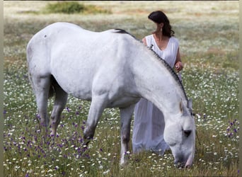 Lusitanos, Hengst, 12 Jahre, 164 cm, Schimmel