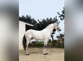 Lusitanos, Hengst, 12 Jahre, 165 cm, Schimmel