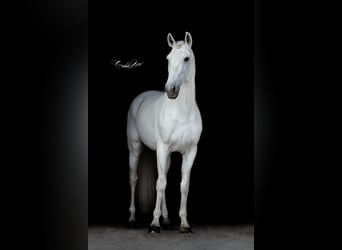 Lusitanos, Hengst, 13 Jahre, 160 cm, Schimmel