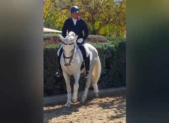 Lusitanos, Hengst, 13 Jahre, 165 cm, Schimmel