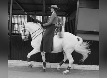 Lusitanos, Hengst, 13 Jahre, 167 cm, Schimmel