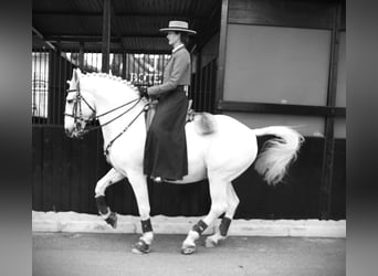 Lusitanos, Hengst, 13 Jahre, 167 cm, Schimmel