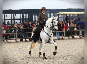 Lusitanos, Hengst, 13 Jahre, 167 cm, Schimmel