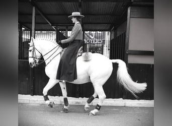 Lusitanos, Hengst, 13 Jahre, 167 cm, Schimmel