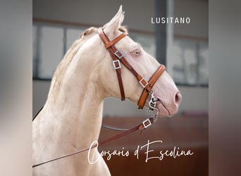 Lusitanos, Hengst, 14 Jahre, 158 cm, Perlino