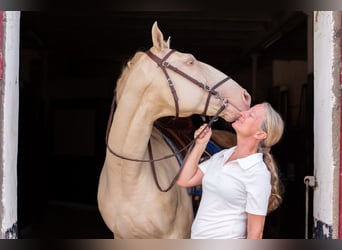 Lusitanos, Hengst, 14 Jahre, 158 cm, Perlino