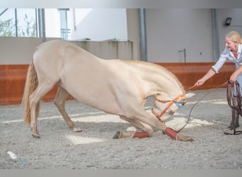 Lusitanos, Hengst, 14 Jahre, 158 cm, Perlino