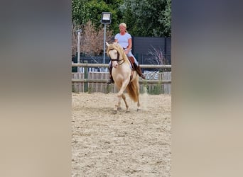 Lusitanos, Hengst, 14 Jahre, 158 cm, Perlino