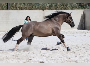 Lusitanos, Hengst, 14 Jahre, 160 cm, Brauner