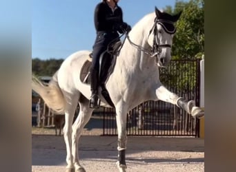 Lusitanos, Hengst, 14 Jahre, 162 cm, Schimmel